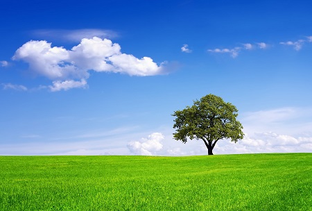 clean environment with blue sky, green field, healthy tree